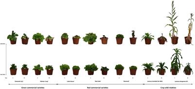 Impact of drought stress on vitamin C and anthocyanin content in cultivated lettuces (Lactuca sativa L.) and wild relatives (Lactuca spp.)